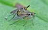 Rhaphium appendiculatum